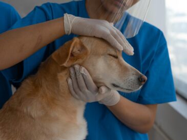 Ile zarabia weterynarz w 2026 r?